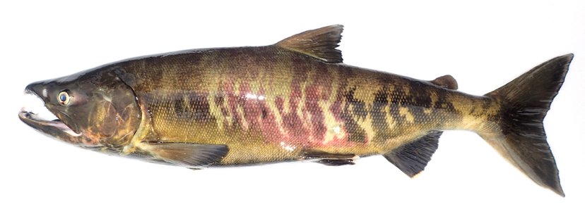 天然サケの「4年魚」とは？現役バイヤーが意味、価値と選び方を徹底解説！