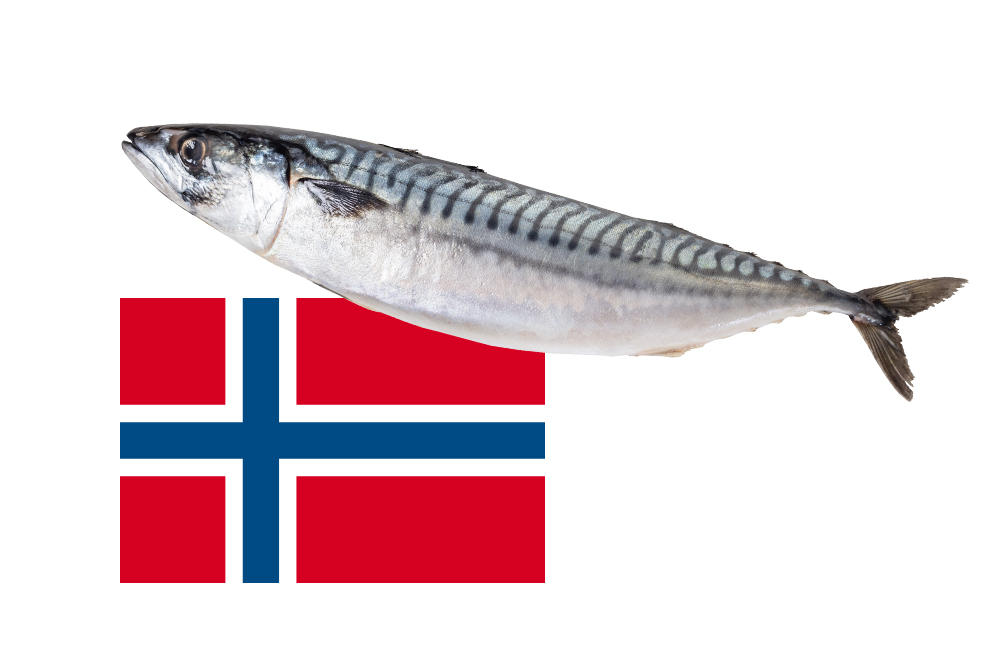 鯖(さば)の産地ランキング！養殖はまずい？天然との差や海外産なども徹底解説！