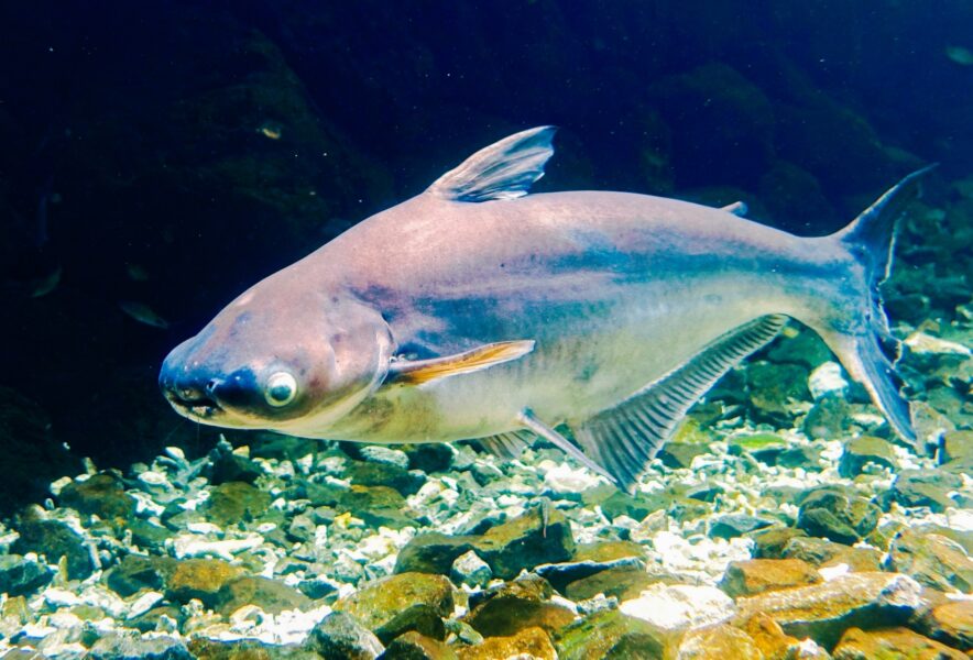 コストコの白身魚パンガシウスはまずい？栄養は？現役バイヤーが本音で解説