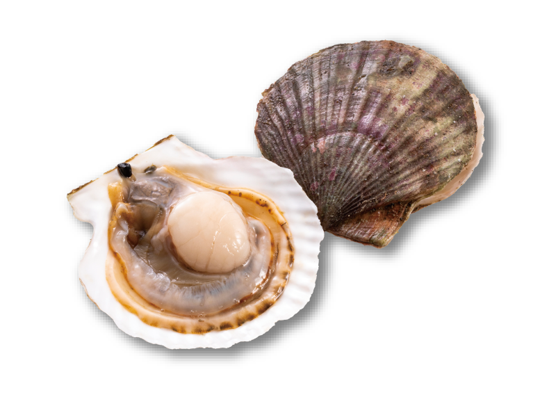 ホタテ産地ランキング！美味しい産地はどこ？オホーツク？噴火湾？陸奥湾？徹底解説！