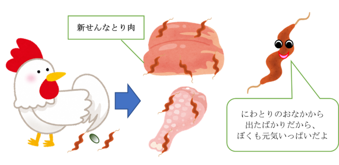鶏料理時によく聞くカンピロバクターとは？症状や潜伏期間、感染対策を徹底解説！