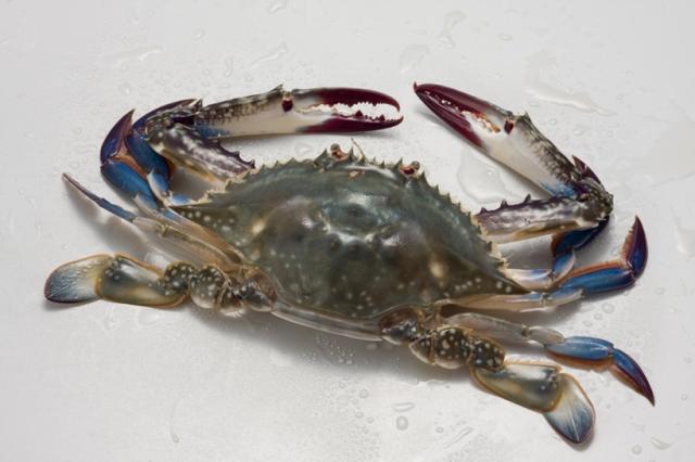 ワタリガニの産地ランキング！国産と海外産で味や価格の違いは？養殖と天然の違いは？徹底解説！