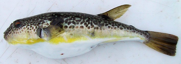 真フグ産地ランキング！漁獲量1位は？トラフグとの違いは？身欠(みが)きとは？ふぐを徹底解説！