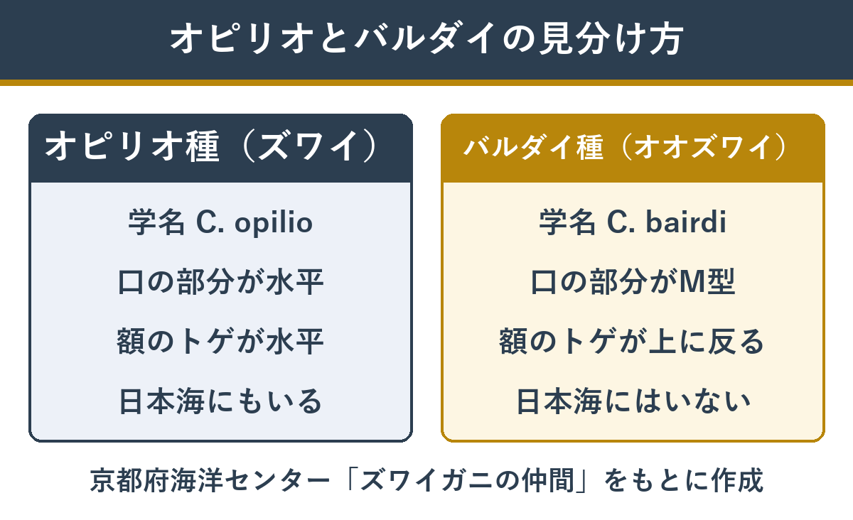 オピリオ種（ズワイガニ）とバルダイ種（オオズワイガニ）の見分け方