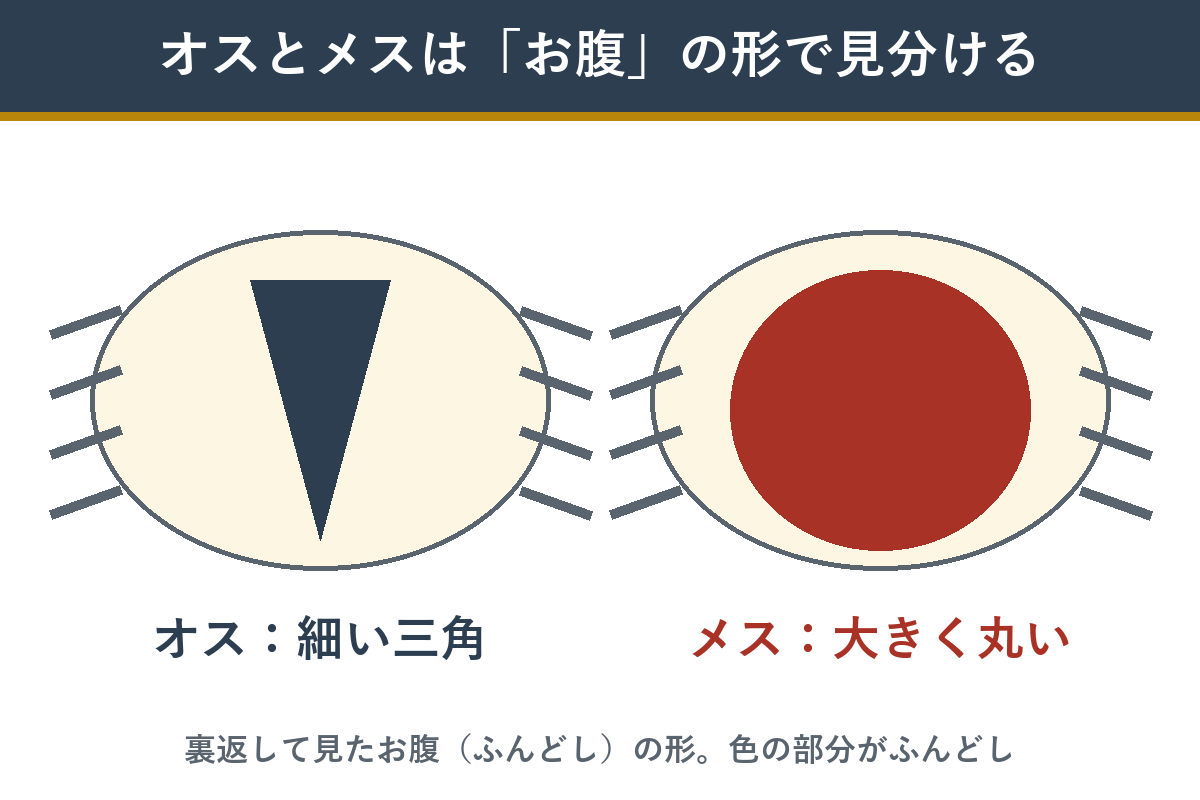 カニを裏返したお腹の形でオスは細い三角、メスは大きく丸いことを示した図