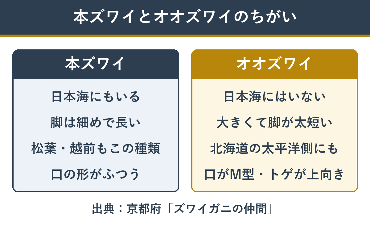 本ズワイとオオズワイのちがい
