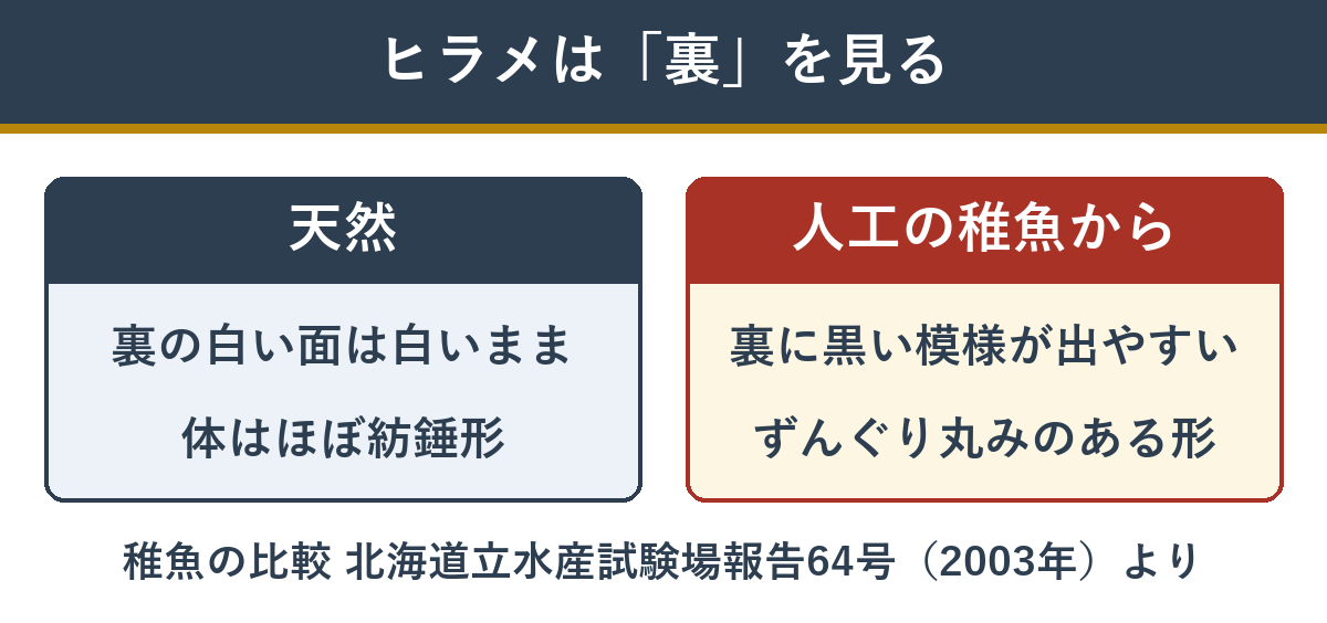 ヒラメは裏の白い面を見る 人工的に育てたヒラメは黒い模様が出やすい