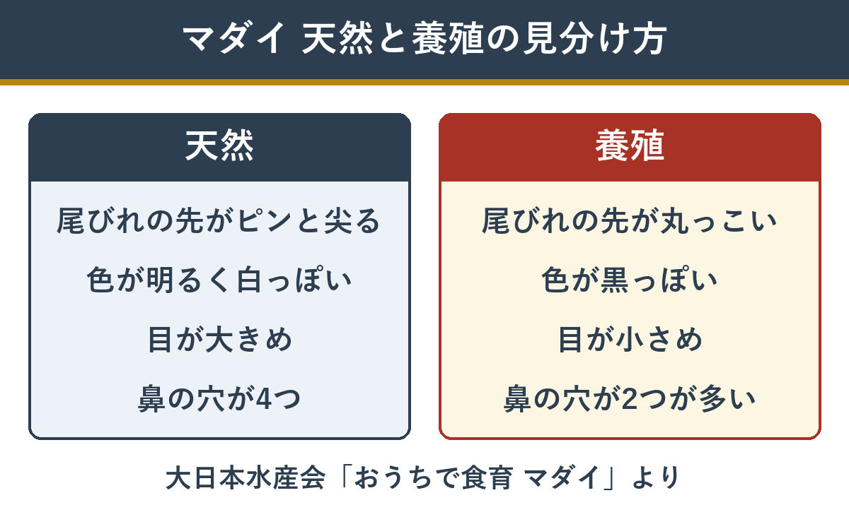 マダイの天然と養殖の見分け方 ヒレ・色・目・鼻の穴